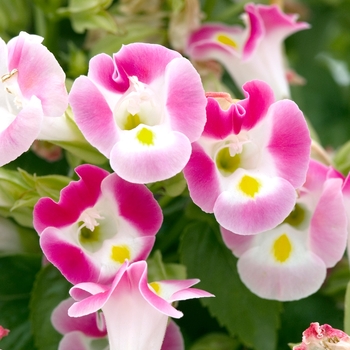 Torenia 'Sun Devil Rose'