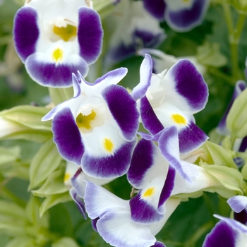 Torenia 'Sun Devil Blue and White'