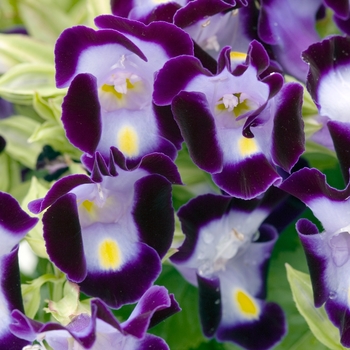 Torenia 'Sun Devil Blue' 