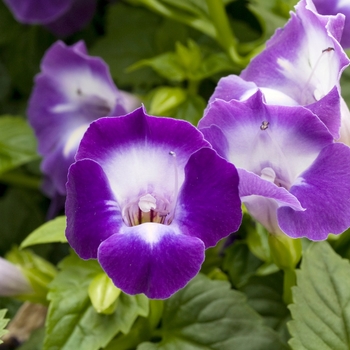 Torenia 'Violet Ice' 