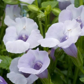 Torenia 'Silver' 