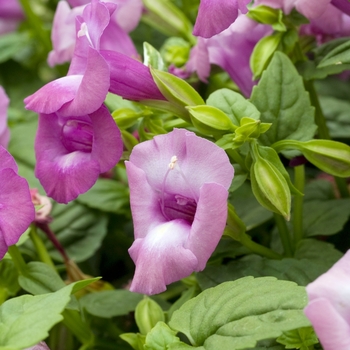 Torenia Summer Wave 'Amethyst Ice'