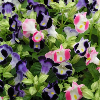 Torenia fournieri