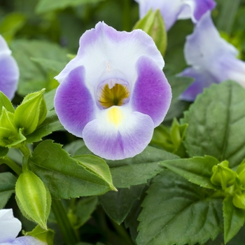 Torenia 'Midnight Moon' 