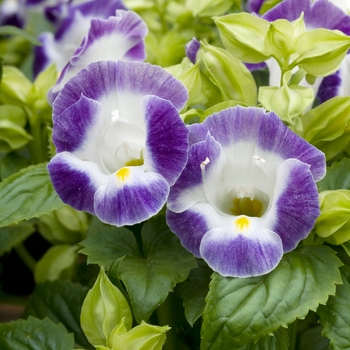 Torenia fournieri 'Clown Blue and White'