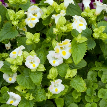 Torenia fournieri 'Clown Lemon Drop' 