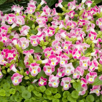 Torenia fournieri 'Clown Rose'