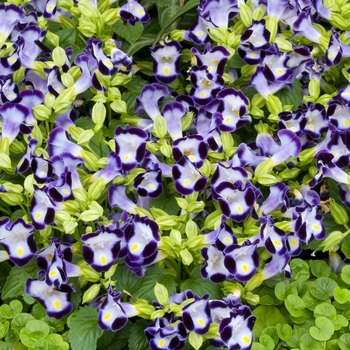 Torenia fournieri 'Clown Violet'