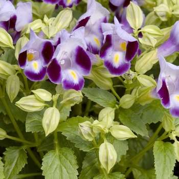 Torenia fournieri 'Clown Blue' 