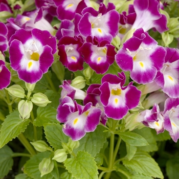 Torenia fournieri 'Clown Burgundy' 