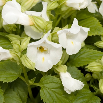 Torenia fournieri 'Clown White'