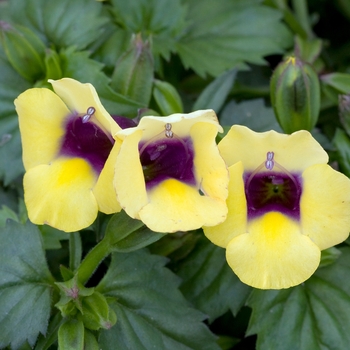 Torenia Catalina® 'Gilded Grape®'