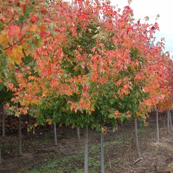 Acer rubrum 'Autumn Radiance®' 