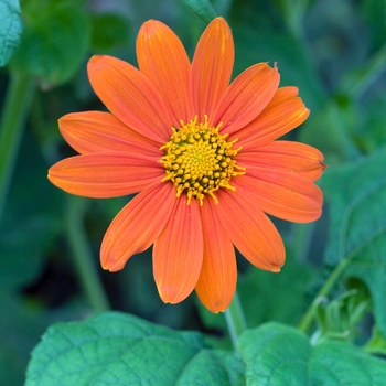 Tithonia rotundifolia 