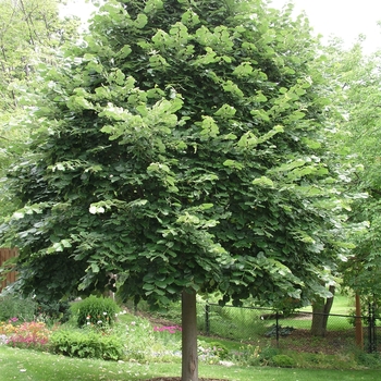 Tilia tomentosa 'Green Mountain'