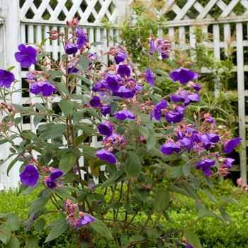 Tibouchina urvilleana 