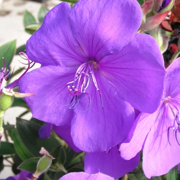 Tibouchina urvilleana