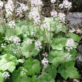 Tiarella 'Tiger Stripe'