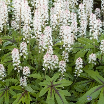 Tiarella 'Stargazer Mercury'