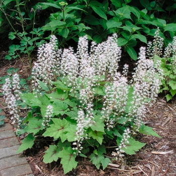 Tiarella 'Pirate's Patch' PP14907