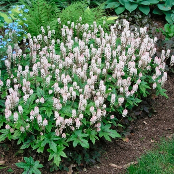 Tiarella 'Pink Brushes' 