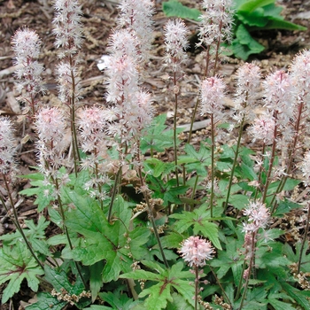 Tiarella 'Ninja'