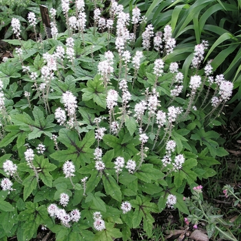 Sylvan Luse Feuilles Blanches