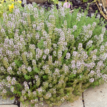 Thymus vulgaris 'Wedgewood' 