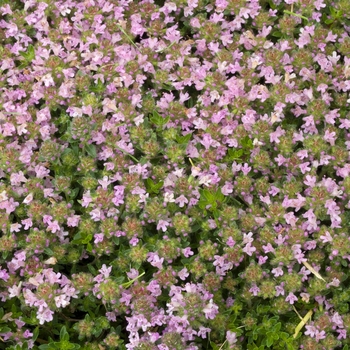 Thymus serpyllum 'Magic Carpet'