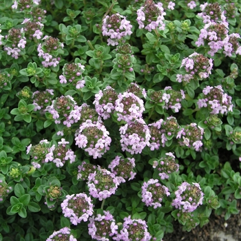 Thymus serpyllum