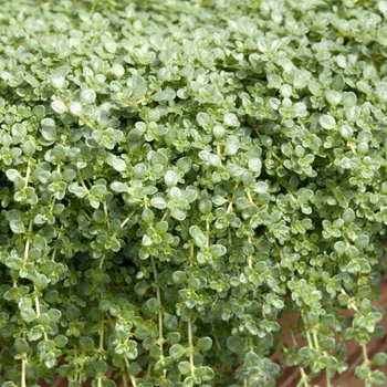 Thymus serpyllum 'Elfin' 