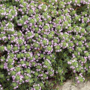 Thymus pseudolanuginosus 