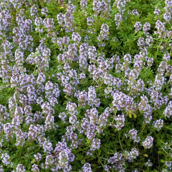 Thymus x citriodorus 'Lime' 