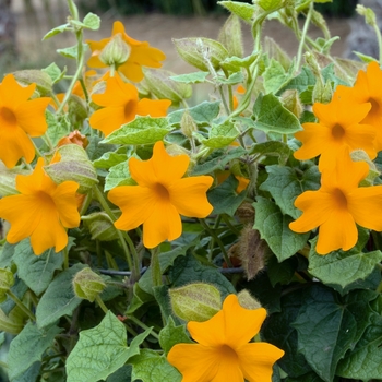 Thunbergia gregorii 