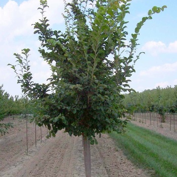 Ulmus wilsoniana 'Prospector' 