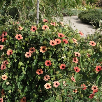 Thunbergia alata 'Blushing Susie'