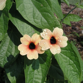 Thunbergia alata 'Sunrise Surprise'