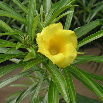 Thevetia peruviana 