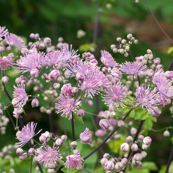 Thalictrum delavayi 'Hewitt's Double'