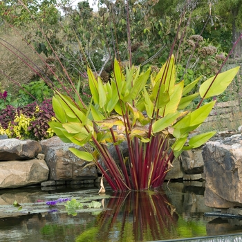 Thalia geniculata 'Ruminoides'