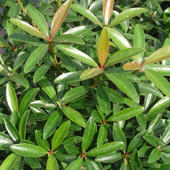 Ternstroemia gymnanthera 'Jade Tiara®'