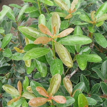 Ternstroemia gymnanthera 'Copper Crown'