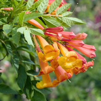 Tecoma stans 'Orange Star' 