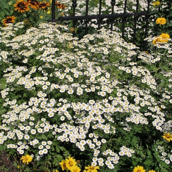 Tanacetum parthenium '' (016826)