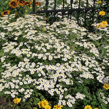 Tanacetum parthenium 