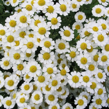 Tanacetum parthenium