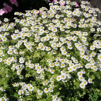 Tanacetum parthenium 'Aureum'