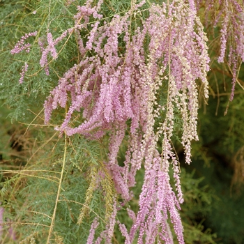 Tamarix ramosissima 'Summer Glow'