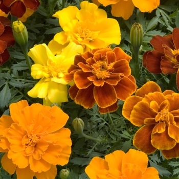 Tagetes patula 'Safari Mix'