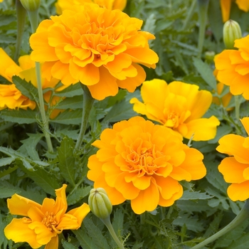 Tagetes patula 'Safari Orange'